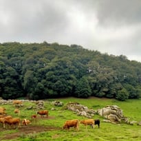 Conférence : Causerie sur la transhumance dans les hautes terres du Gévaudan