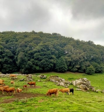 Conférence : Causerie sur la transhumance dans les hautes terres du Gévaudan